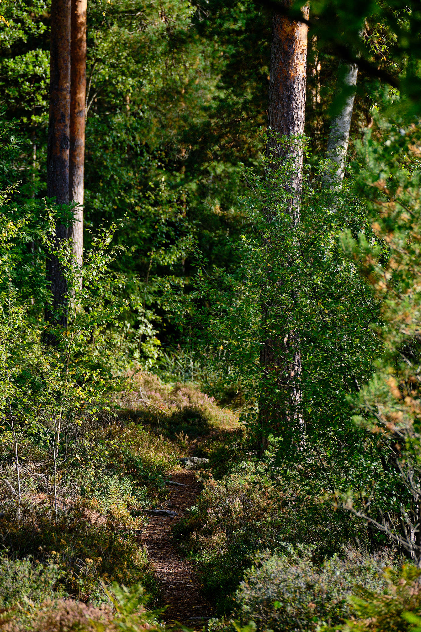 Schweden / Sweden